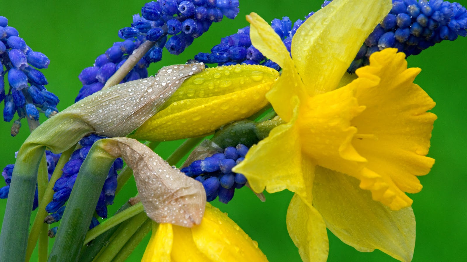 daffodil flower wallpaper daffodil flower wallpaper