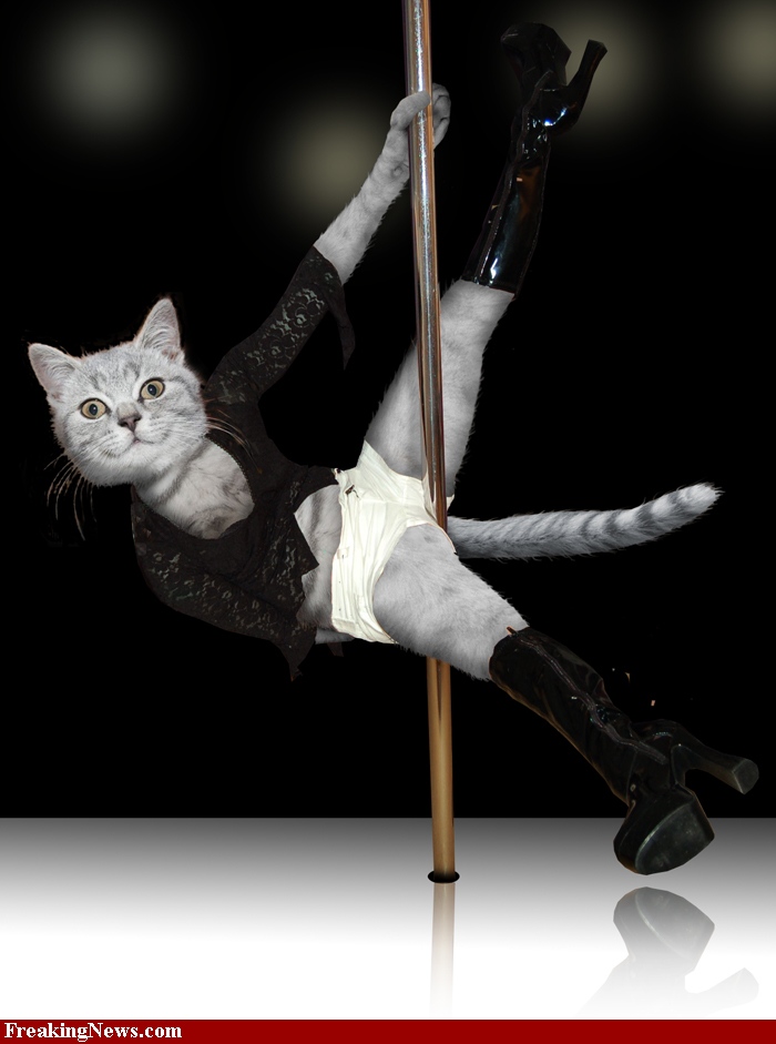Cat pole dancing