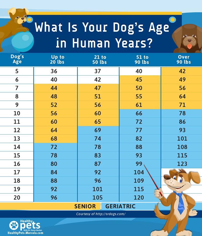 the-teacher-s-pets-how-to-determine-your-dog-s-age-and-what-to-do-to-keep-him-young