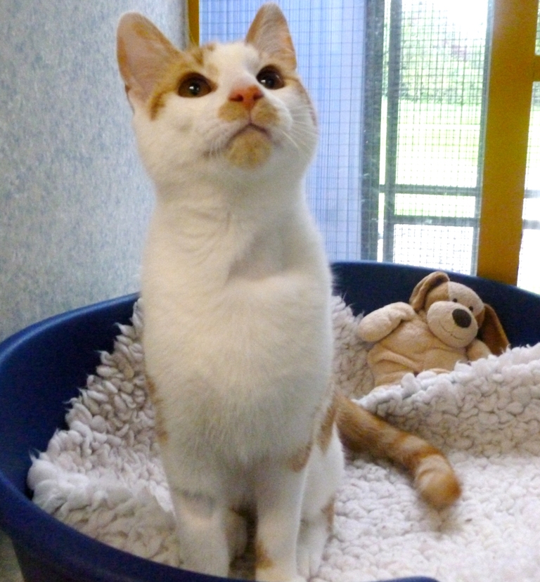 Cats Protection Exeter Axhayes Adoption Centre Zen and Zorba our water loving kittens!