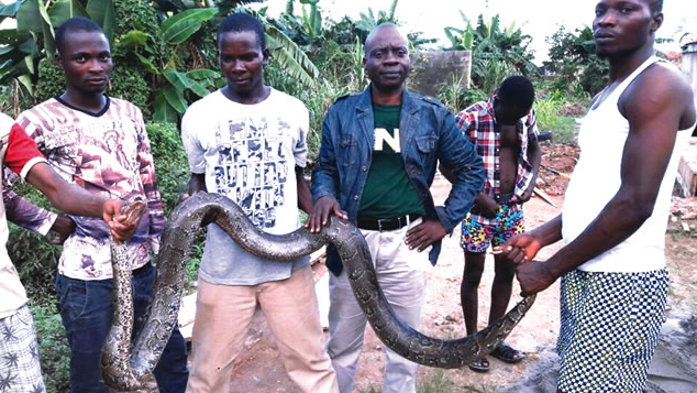 30 foot pythons maryland lagos