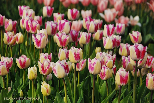 tulipanowe pola, tulipanowe hurtownie, Chrzypsko Wielkie, Zielona Metamorfoza.pl