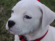 American BulldogDog Breed Pictures (american bulldog dog breed pictures )