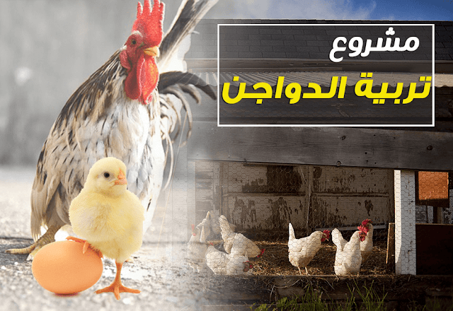 دراسه جدوي فكرة مشروع تربية الدواجن في المنزل 2018