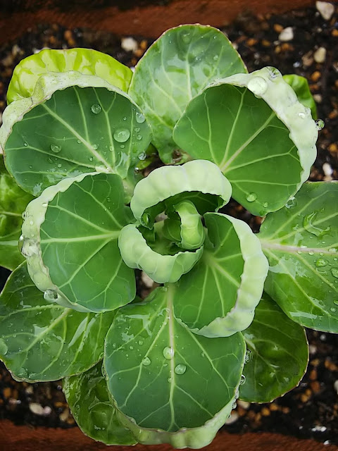 cabbage from my friend. 誕生日にもらった芽キャベツの発芽したこ。葉牡丹にそっくり。