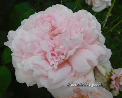 rosa eglantyne confetture petali per tisane orto erbe aromatiche ed officinali nel giardino della fattoria didattica dell ortica a Savigno Valsamoggia Bologna in Appennino vicino Zocca