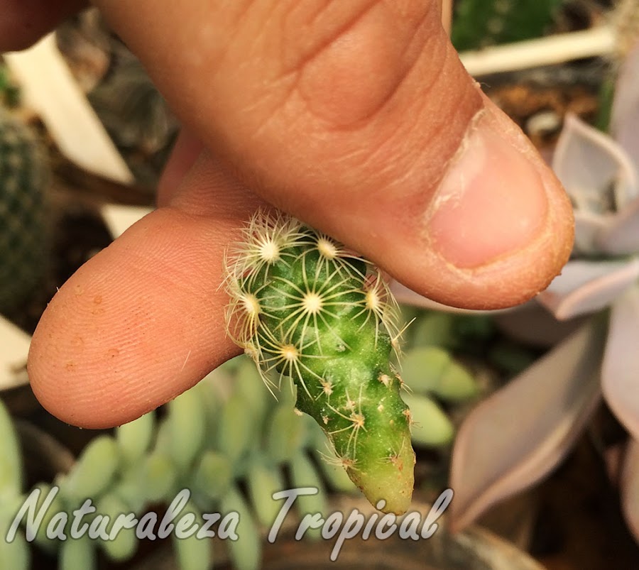 Extracción de hijuelo para multiplicar el cactus Mammillaria elongata