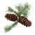 Lunenburg Nova Scotia Balsam Fir Christmas Trees For Sale Lunenburg Nova Scotia Balsam Fir Christmas Trees For Sale