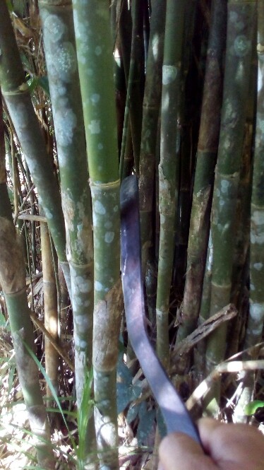 Cara Mudah Membuat Obor Teknik Survival Backpacker Survival