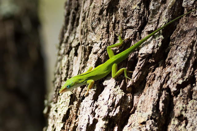 Green Anole - Merritt Island, Florida Green Anole - Merritt Island, Florida