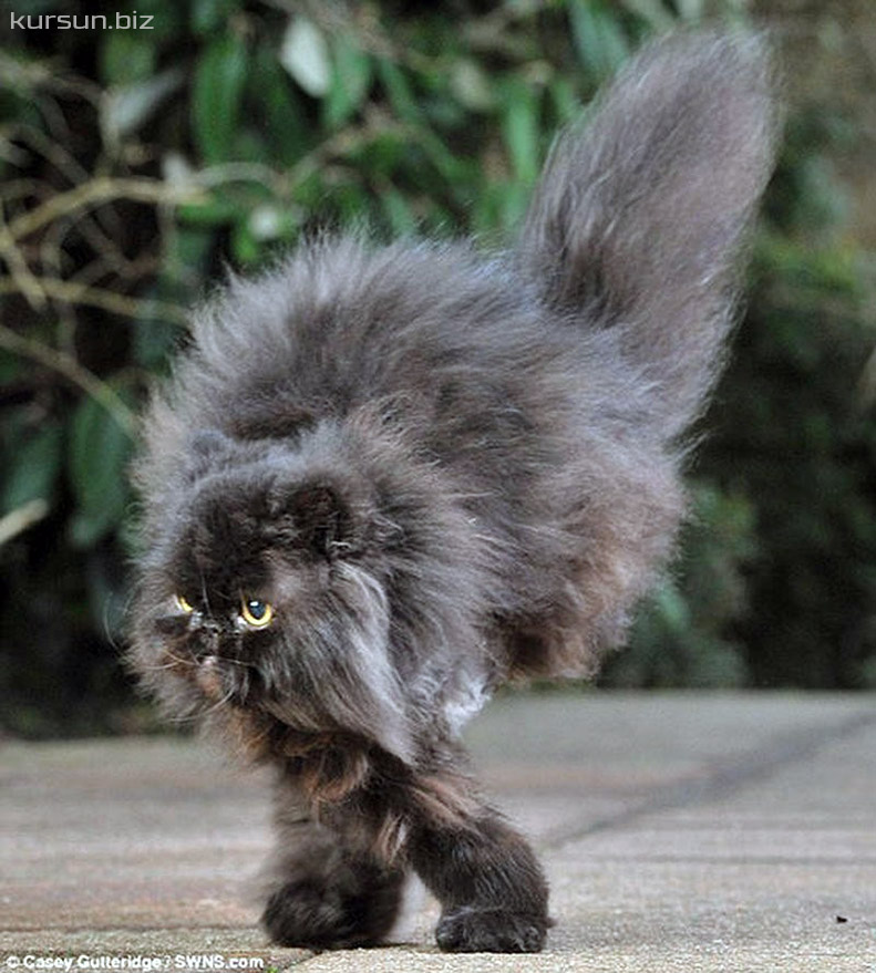 Bir tık kadar yakınında İki Ayaklı Kedi