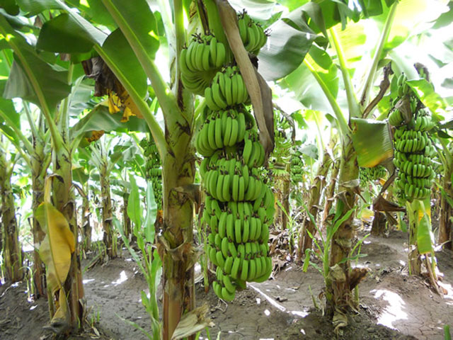 pohon pisang