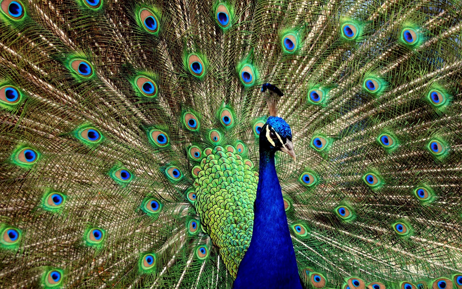 Beautiful Peacock | Wallpaper House
