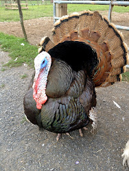 Jive turkey at Woodstock Farm Sanctuary