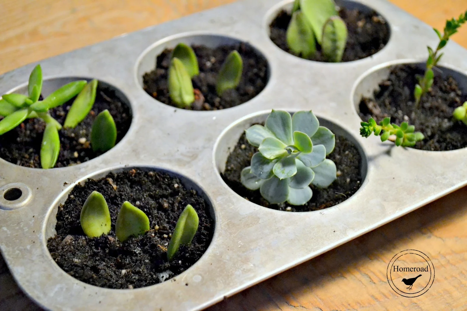 Martha-Stewart-Living-Magazine-and-propagating-succulents-www.homeroad.net