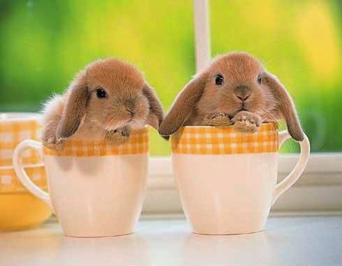 Crow's Feet: Rabbit Rabbit Rabbit for October