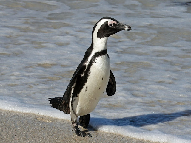 Pinguino Africano