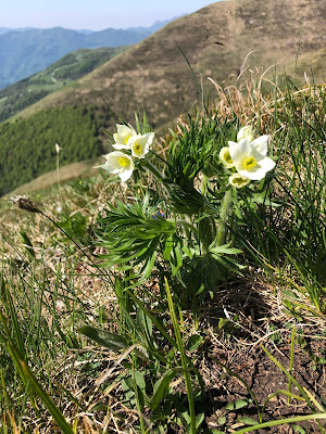 Pulsatilla alpina Pulsatilla alpina