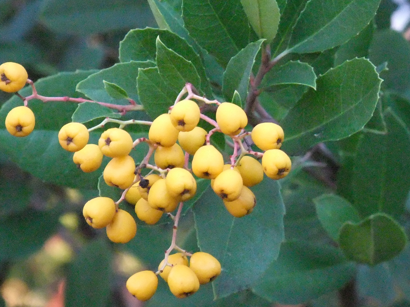 Native Plant of the Moment: Toyon