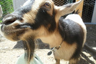 Nigerian Dwarf Goat at Arlington Acres in Pittsburgh, Pennsylvania