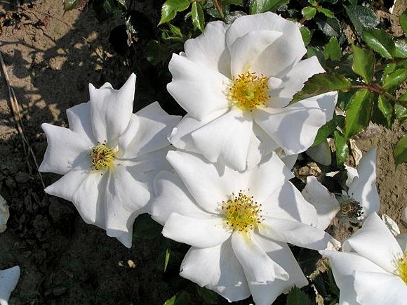 White Haze rose сорт розы фото  