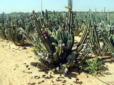 Mandacaru (Cereus peruvianus) Mandacaru (Cereus peruvianus)