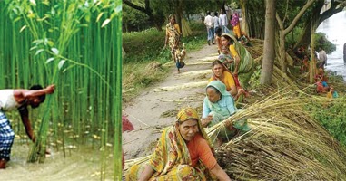 Jute paragraph for class 1 picture