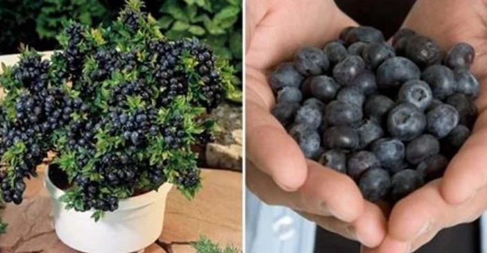 Here's How To Grow An Unlimited Amount Of Blueberries In Your Garden!