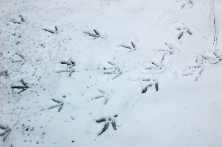 strange footprints in new