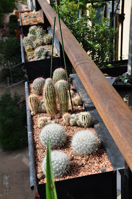 Three cacti window flower boxes on a row