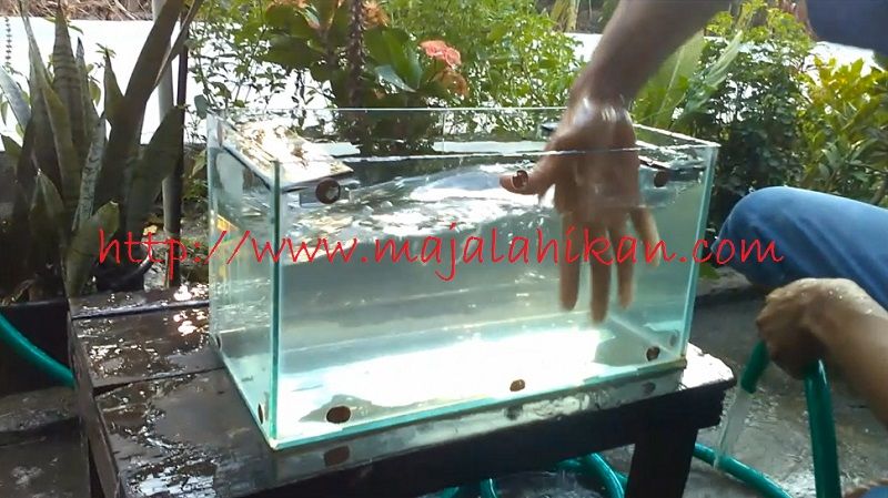 Cara Membersihkan Aquarium Bekas Dan Berkerak Cara Membersihkan Aquarium Bekas Dan Berkerak