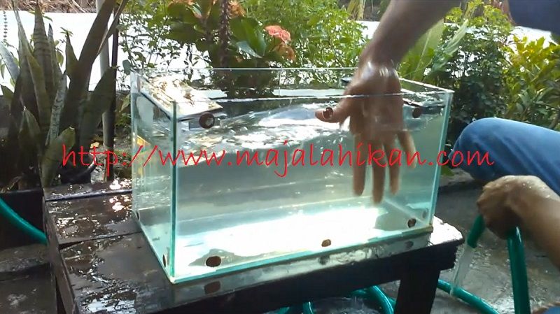 Cara Membersihkan Aquarium Bekas Dan Berkerak