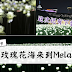 LED 玫瑰花海来到Melaka了!这次还有下雪的感觉!