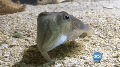 003.gif