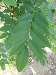 Gamal/Kalikiria/Sliridia http://manfaatnyasehat.blogspot.com/2016/04/berbagai-manfaat-gamal-untuk-kesehatan.html
