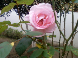 A rosa