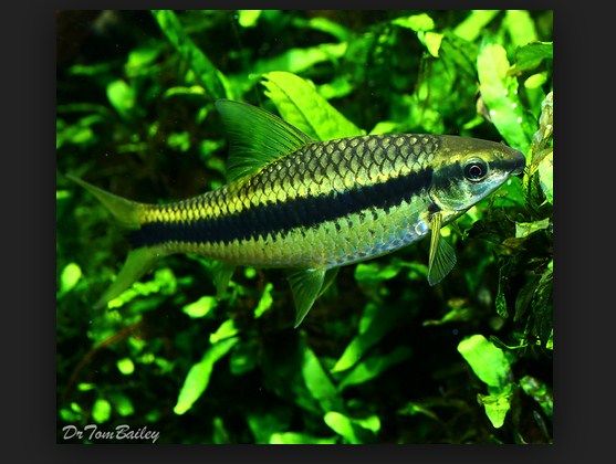 Ikan Hias Siamese Algae Eater (SAE) Pemakan Lumut Kaca Aquarium Ikan Hias Siamese Algae Eater (SAE) Pemakan Lumut Kaca Aquarium
