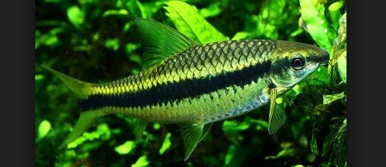 Ikan Hias Siamese Algae Eater (SAE) Pemakan Lumut Kaca Aquarium