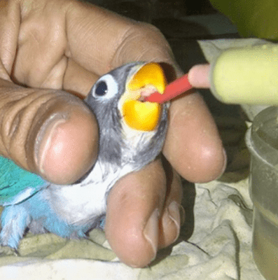 perawatan burung love bird