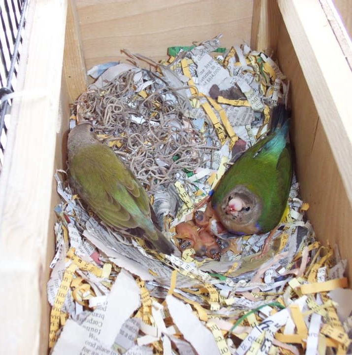 The Splendid Bourke Bird Blog: Lady Gouldian Finch Babies