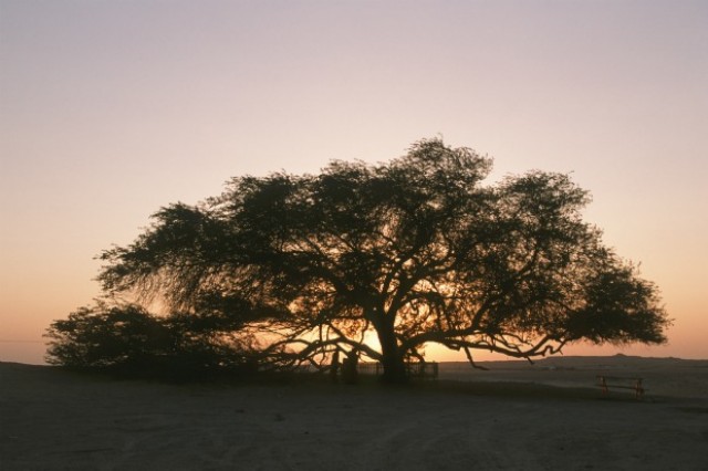 http://4.bp.blogspot.com/-Gr3bE0Spg-8/UYXIoRtpNhI/AAAAAAAACWg/r5JIM4dcK9s/s320/Tree+of+Life.jpg