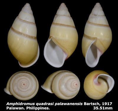Amphidromus quadrasi palawanensis 35.51mm