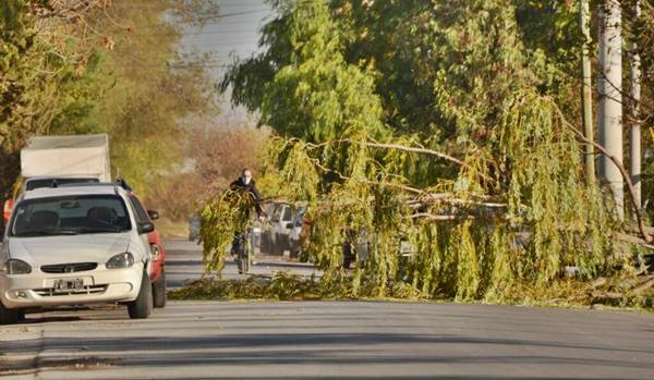 Se desprendió un árbol y cayó sobre un auto estacionado Se desprendió un árbol y cayó sobre un auto estacionado