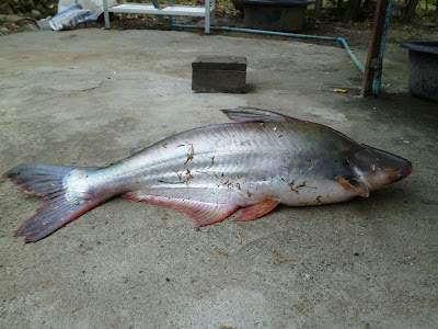 Striped Catfish - Gestreifter Wels (Haiwels) Thailand