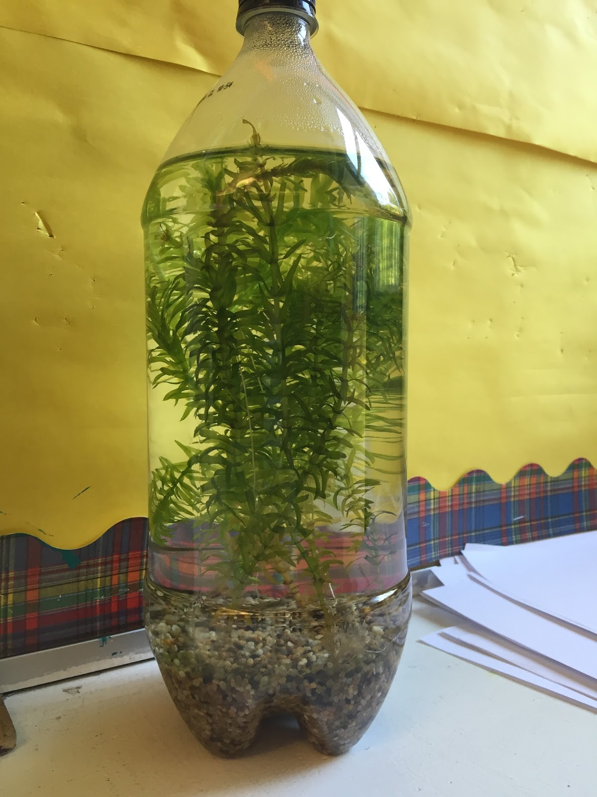 McKay's Classroom Clutter Mini Ecosystem!