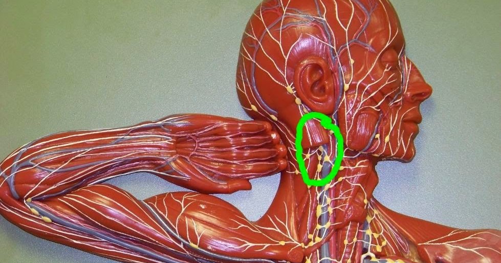 dolor de estomago y espalda Consejos y Guía