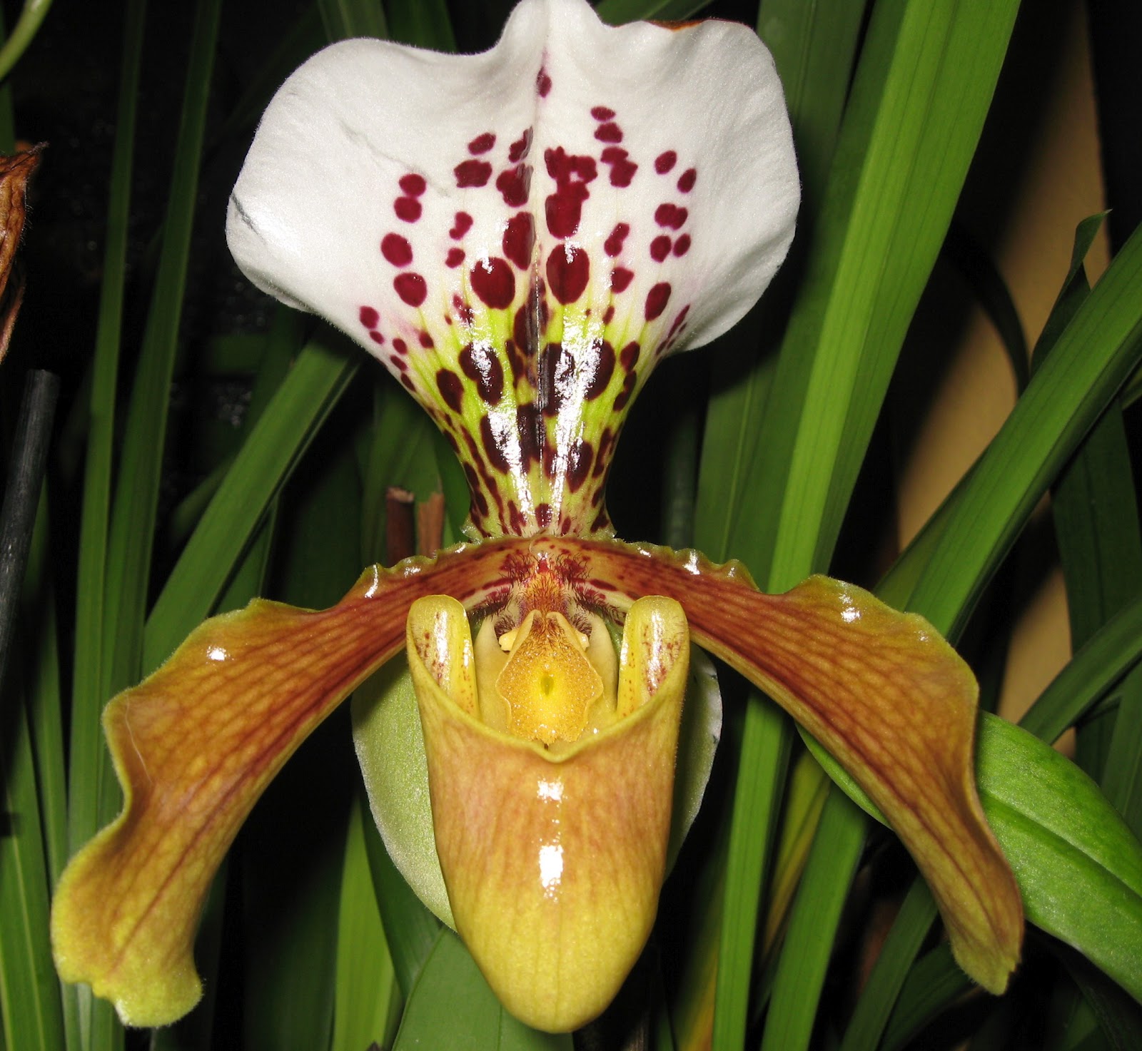 Orquídeas Blog de Angel Mar: Paphiopedilum, unas orquídeas diferentes