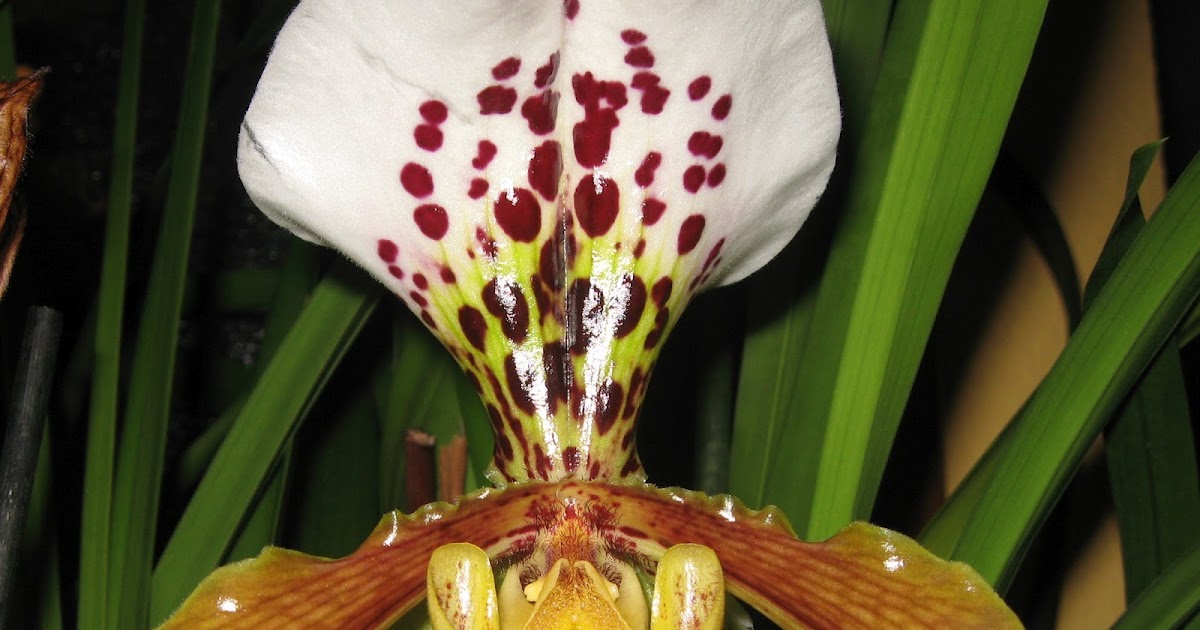 ✿Mi Remanso De Paz✿: Orquídeas Paphiopedilum