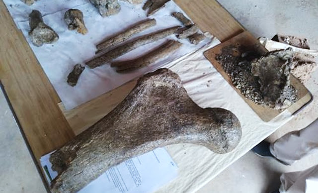 Restos fósiles que pertenecerían a elefantes prehistóricos