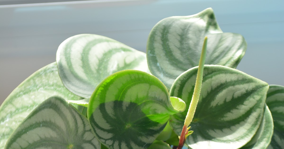 Peperomia Watermelon - Peperomia argyreia- cuidados. Planta interior.